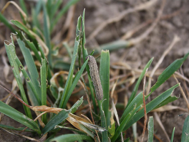 Army cutworms, like these feeding on winter wheat in Kansas, can be a serious threat to wheat and canola fields if left untreated. (Photo courtesy of Jeanne Falk Jones, Kansas State University) 
